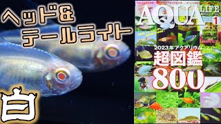 【導入】定番種で数を誤魔化さない第3弾！某雑誌に勝つために最新図鑑に載っていないカラシンをご紹介。月刊アクアライフ2023年1月号、アルビノ・ヘッドアンドテールライトテトラ【ふぶきテトラ】