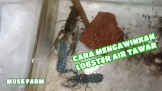 CARA MENGAWINKAN LOBSTER AIR TAWAR DI AQUARIUM