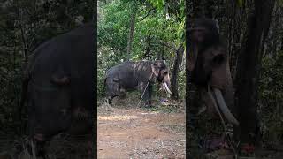 ആന | തായങ്കാവ് അമ്പലം | പൂരം | ചൂണ്ടൽ | Thayankavu temple choondal | kingini | anilpn | anil