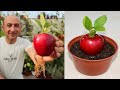 زراعة التفاح في المنزل من البذور الموجودة داخل الثمرة