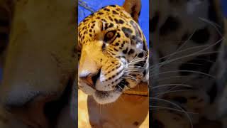 Jaguar Boop \u0026 Scratches! CUTE