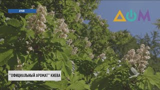 У Киева официально появился собственный аромат