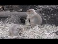 小さな口にワラを一杯！オグロプレーリードッグ　上野動物園 2022 1 2 black tailed prairie dog ueno zoo in tokyo