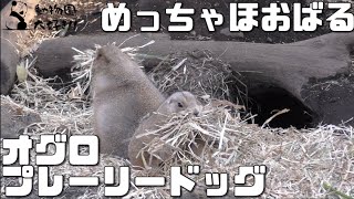 小さな口にワラを一杯！オグロプレーリードッグ　上野動物園 2022/1/2 black-tailed prairie dog UENO ZOO IN TOKYO