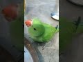 Radhe eating  #parrot #viral #trendingshorts #shortsfeed #shorts