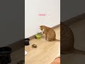 TARO MAKANAN DISINI #funnyshorts #catlovers