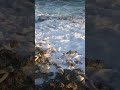 blowholes in carribean sea