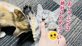 邪魔されながらも指しゃぶりをやめない子猫ちゃん