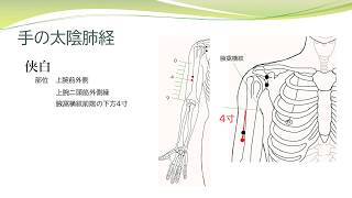 【経絡経穴を覚えよう】手の太陰肺経　部位　暗記用