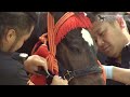 「悠久の馬」 8～「上賀茂神社 賀茂競馬」・「宮古馬・与那国馬」