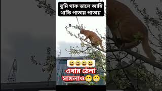 এবার ঠেলা সামলাও