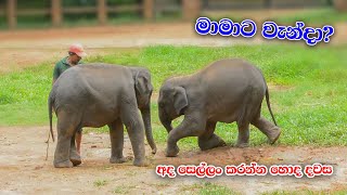 මාමාට වැන්ද අපේ සජ්ජන | Sajjana And Dissa Cute Baby Elephants