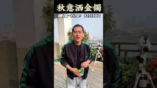 秋意洒金镯，就像秋天的落叶洒在的黄昏上，太有意境了。 #翡翠 #緬甸翡翠 #翡翠手鐲 #翡翠手镯 #翡翠玉 #天然翡翠 #緬甸玉 #翡翠玉石 #shorts