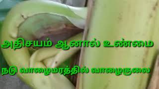 அதிசய வாழை மரம் உண்மை