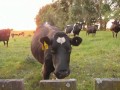 Cool Cows Up Close