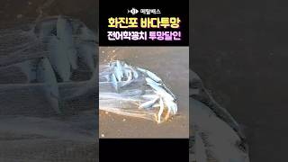 훌치기서양투망에 전어와 학꽁치가 동시에? 화진포해수욕장 학꽁치투망달인 권준성, 고성 동해바다 화진포해변 바다투망 추억영상 #castnet #fishing #playpesca