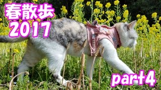 お散歩猫、春爛漫の菜の花畑へ【ネコ吉春散歩2017 part4】Neko Cat Spring stroll 2017 part 4