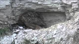 Beleef de Lente, Oehoe / Eurasian Eagle Owl (Bubo bubo) 6th April 2013 19.01 Mom defeathers a prey