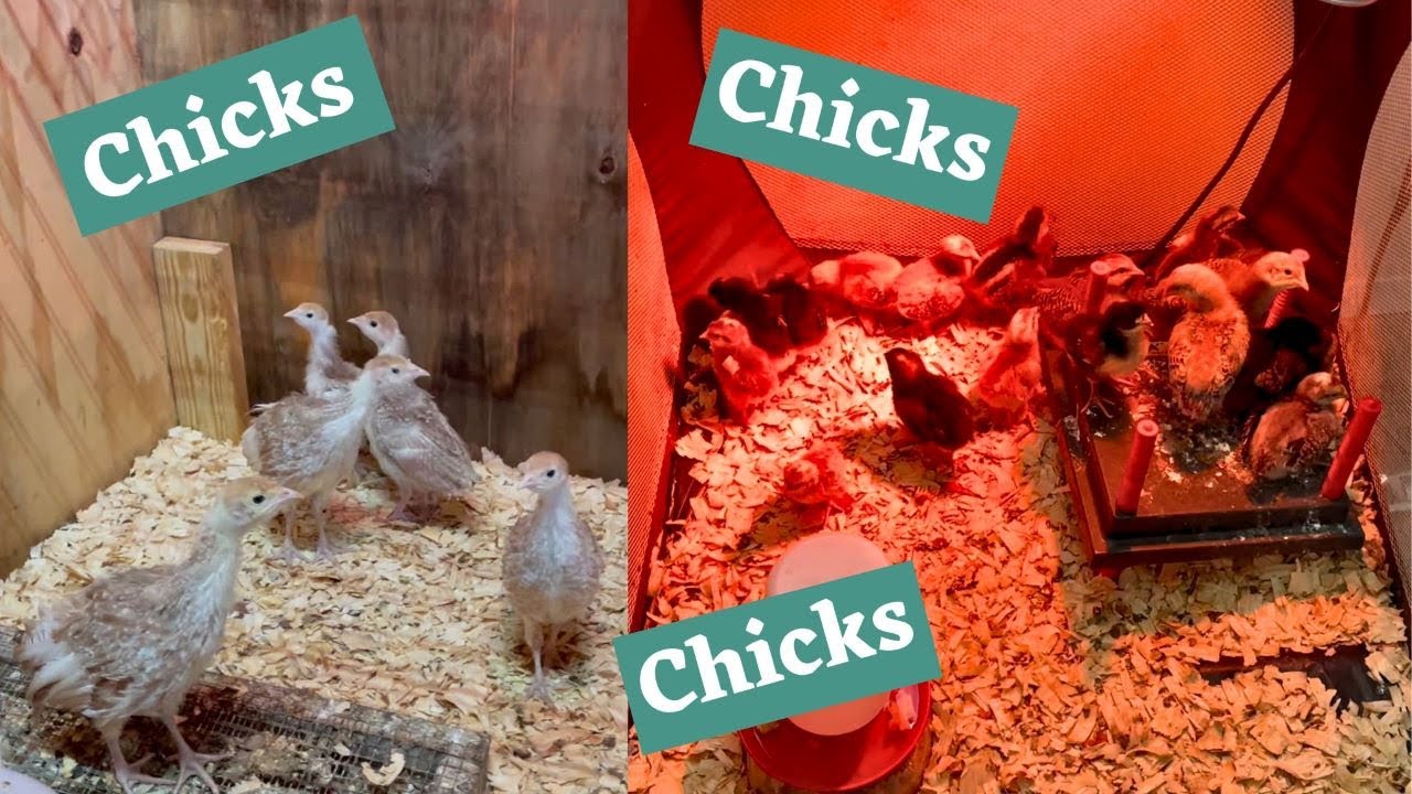 Chick Update Youtube