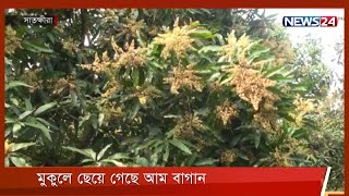 সাতক্ষীরায় গাছে গাছে আমের মুকুল ,  শিলা বৃষ্টিতে ফলন নিয়ে শংকা 9Mar.22