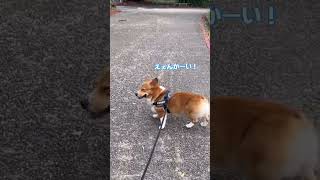 飼い主を待ってくれる姿が可愛いコーギー犬コナン