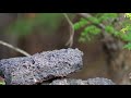 奥庭自然公園のルリビタキ（雄）の水浴び 　その１８（4k60p動画）