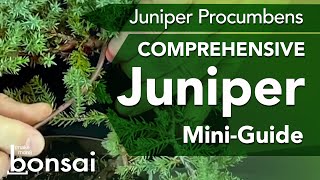 Bonsai Juniper Procumbens Styling (Viewer Request)