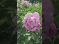 芍薬の花「桜重」／peony flower