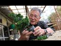 orthopedic tsuyama cypress let s grow a lot with cuttings bonsai q