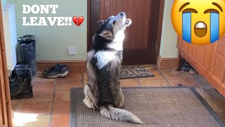 Leaving My Stubborn Husky Home Alone!!
