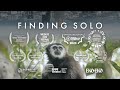 Finding Solo - The Last Gibbon in Kuala Lumpur