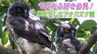 もふもふアオバズク雛2羽 2021