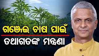 ଗଞ୍ଜେଇ ଚାଷ ପାଇଁ ତଥାଗତଙ୍କ ମନ୍ତ୍ରଣା | Odisha Reporter