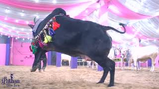 | Kala Punjab | Biggest and most Beautiful Punjab cow | Pathan Cattle Farm | Kolkata Cow |
