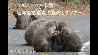 【屋久島世界自然遺産の森あるきガイドツアーin西部林道】シカやサルの楽園。アニマルウォッチングコース