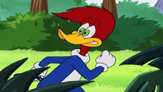 Woody Escapes the Jungle | Woody Woodpecker