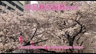 目黒散歩で満開の桜2023 | Cherry blossoms in full bloom in Nakameguro #sakura #tokyo #tour