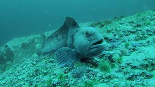 Atlantic Wolffish filmed in their natural habitat