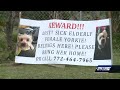 Fort Pierce family desperately searching for lost dog