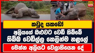 කවුද යකඩෝ අලියගේ ඔළුවට වෙඩි තිබ්බේ | තිබ්බ වෙඩිල්ල කෙලින්ම නළලේ | මෙන්න අලියට වෙලාතියෙන දේ