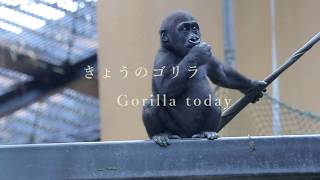 本日（6月12日）のゴリラのキンタロウ。また、おしっこを○○○　Kintaro the Gorilla today (June 12). Also, pee ____.