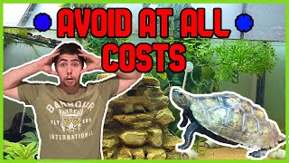 Common Turtle Care Mistakes