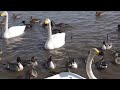 瓢湖の白鳥と鴨と