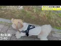 【犬を飼いたい人へ】シーズー犬と1ヶ月毎日お散歩した動画をまとめてみた【ルーティン】 shih tzu takes a walk every morning in june.