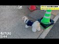 【犬を飼いたい人へ】シーズー犬と1ヶ月毎日お散歩した動画をまとめてみた【ルーティン】 shih tzu takes a walk every morning in june.