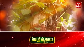 Raavi(ragi)chettu yokka visistatha | Pavitra vrukshalu | 5th Dec 2024 | Full Episode | ETV Abhiruchi