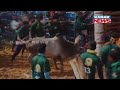 coimbatore annual jallikattu event underway