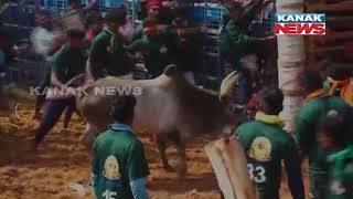 Coimbatore: Annual 'Jallikattu' Event Underway