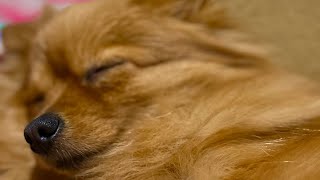 お昼寝中にお菓子の袋の音で起きる【ポメラニアン/メープ】Let's wake up the Pomeranian like this.