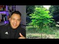 umzu redwood honest review does it work 2024 don t buy until you watch this